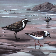 Weber's Plovers & Turnstones