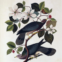 Retired: Audubon's Band-tailed Pigeons