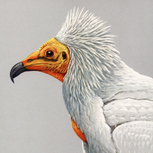 Retired: Fuertes' Egyptian Vulture