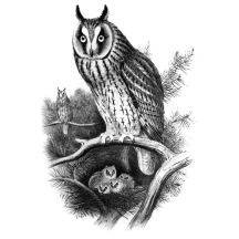 Retired: Long-eared Owl Sketch