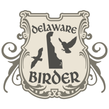 (1) Delaware Birder
