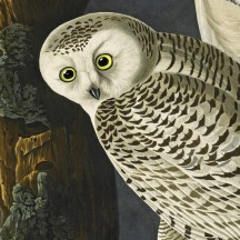 Audubon's Snowy Owls