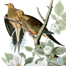 Audubon's Mourning Dove