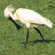 Retired: Eurasian Spoonbill