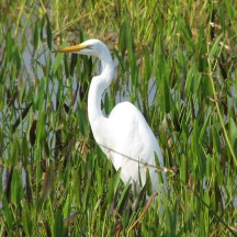 Retired: Great Egret