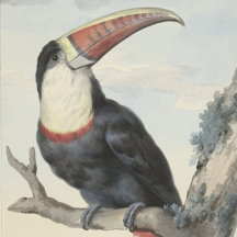 Retired: Schouman's White-throated Toucan