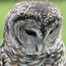 Barred Owl Portraits