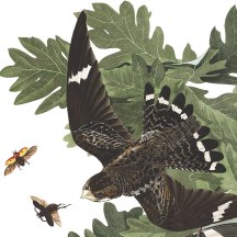 Retired: Audubon's Night Hawk