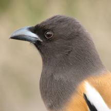 Bird Photography Gifts