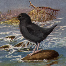 Retired: Brooks' American Dipper