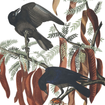 Retired: Audubon's Fish Crow