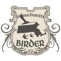 (3) Massachusetts "Mass" Birder