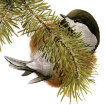 Fuertes' Chestnut-backed Chickadee
