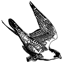 Peregrine Falcon Sketch