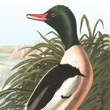Retired: Audubon's Goosander