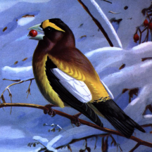 Retired: Weber's Evening Grosbeak
