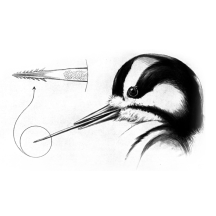 Woodpecker Tongue Anatomy