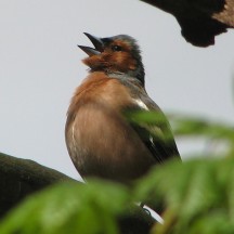 Retired: Common Chaffinch