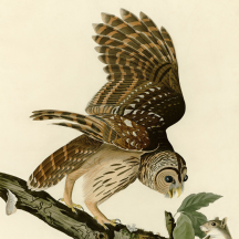 Audubon's Barred Owl