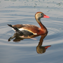Black-bellied Whistling Duck