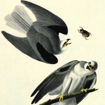 Retired: Audubon's White-tailed Kite