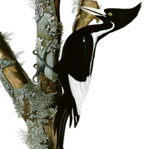 Audubon's Ivory-billed Woodpecker