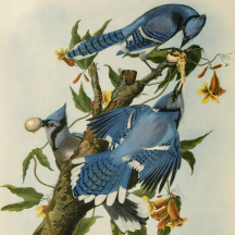 Audubon's Blue Jays