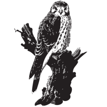 American Kestrel Sketch