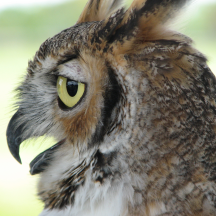Great Horned Owl Portraits