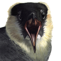 Retired: Fuertes' Pomarine Jaeger