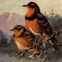 Retired: Brooks' Varied Thrush