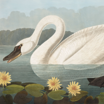 Retired: Audubon's American Swan