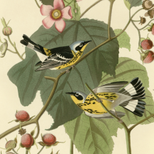 Audubon's Magnolia Warbler