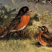 Brooks' American Robins