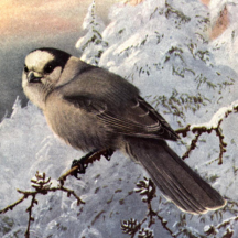 Retired: Brooks' Gray Jay in Snow