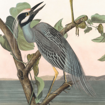 Retired: Audubon's Yellow-crowned Night-Heron