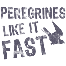 Peregrines Like It Fast
