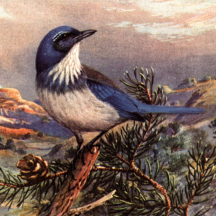 Brooks' Western Scrub-jay