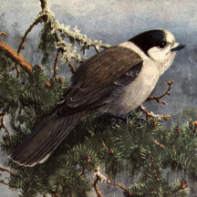 Brooks' Gray Jay In Pine
