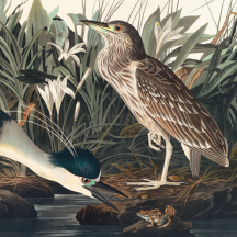Retired: Audubon's Night Heron