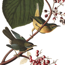 Audubon's "Extra" Warbler