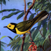 Retired: Weber's Hooded Warbler