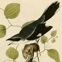 Audubon's Loggerhead Shrike