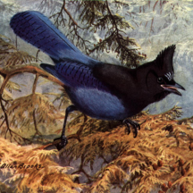 Brooks' Steller's Jay
