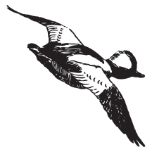 Bufflehead Sketch