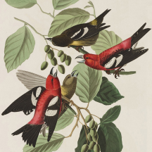 Retired: Audubon's White-winged Crossbills