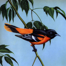 Retired: Weber's Baltimore Oriole