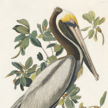 Audubon's Brown Pelican